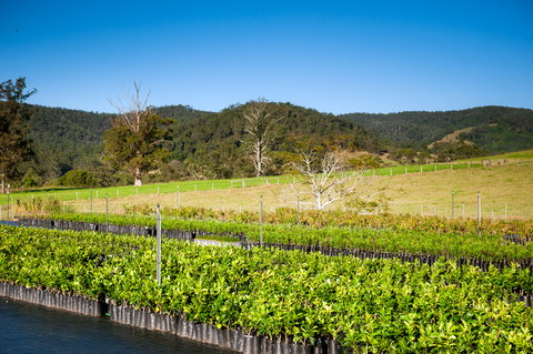 Fruit Salad Tree Company - Accommodation Adelaide 6