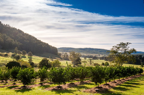 Fruit Salad Tree Company - Accommodation Adelaide 7