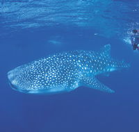 Ningaloo Reef - Accommodation Adelaide