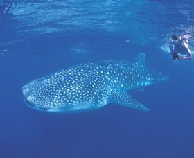 Ningaloo Reef - Accommodation Adelaide 0