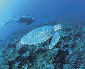 Ningaloo Reef - Accommodation Adelaide 1
