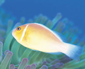 Ningaloo Reef - Accommodation Adelaide 2