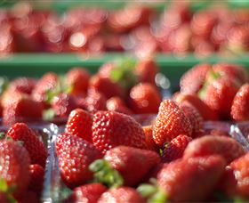 Turners Beach Berry Patch - Accommodation Adelaide 0