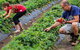 Turners Beach Berry Patch - thumb 3