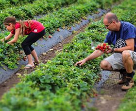 Turners Beach Berry Patch - Accommodation Adelaide 3