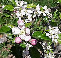 Avro Park Orchards - Accommodation Adelaide