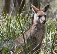 Blue Mountains Guides - Accommodation Adelaide