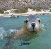 Calypso Star Charters - Accommodation Adelaide