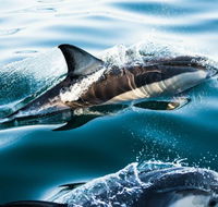 Dolphin Swim Australia - Accommodation Adelaide