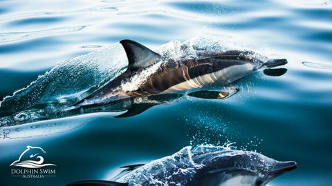 Dolphin Swim Australia - Accommodation Adelaide 1