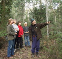 Great Western Tiers Forest Walks Tasmania - Accommodation Adelaide