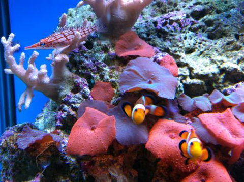 Tropical Marine Centre - Accommodation Adelaide 0