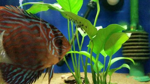 Tropical Marine Centre - Accommodation Adelaide 4