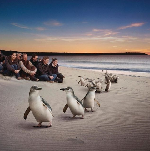 Down Under Thrills - Accommodation Adelaide 0