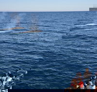Blue Whale Perth Canyon Expedition - Accommodation Adelaide