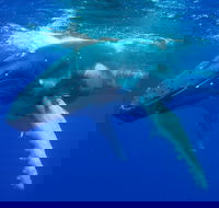 Dunsborough Whale Watching Eco Tour - Accommodation Adelaide