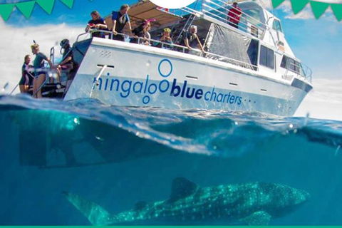 Swim With Whale Sharks- The Largest Fish In The World! - Accommodation Adelaide 1