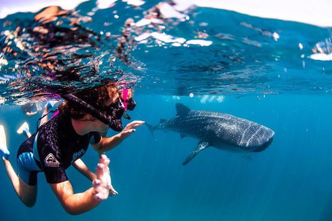 Swim With Whale Sharks- The Largest Fish In The World! - Accommodation Adelaide 20