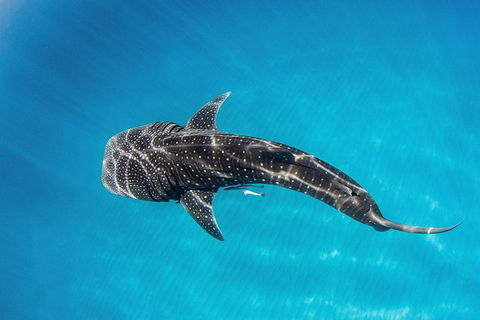 Swim With Whale Sharks- The Largest Fish In The World! - Accommodation Adelaide 22