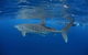 Swim With Whale Sharks- The Largest Fish In The World! - thumb 3