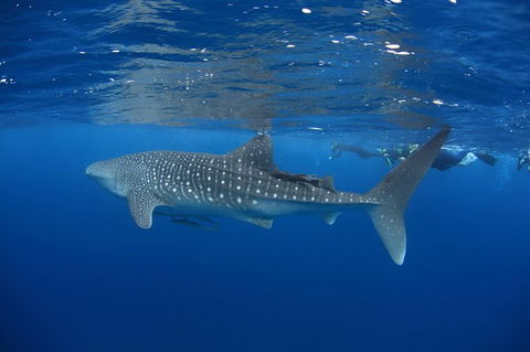 Swim With Whale Sharks- The Largest Fish In The World! - Accommodation Adelaide 3