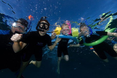 Swim With Whale Sharks- The Largest Fish In The World! - Accommodation Adelaide 9