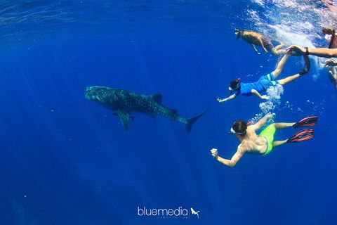 Swim With Whale Sharks- The Largest Fish In The World! - Accommodation Adelaide 36