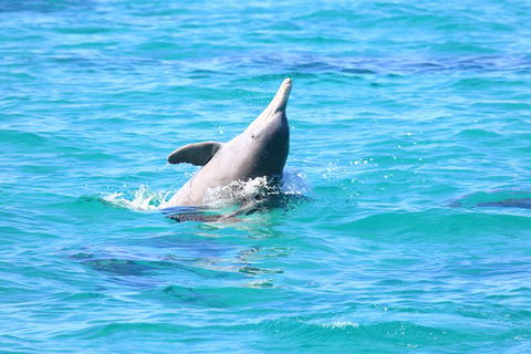 Swim With Whale Sharks- The Largest Fish In The World! - Accommodation Adelaide 28
