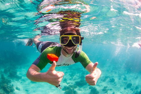 Swim With Whale Sharks- The Largest Fish In The World! - Accommodation Adelaide 23