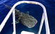 Swim With Whale Sharks- The Largest Fish In The World! - thumb 16