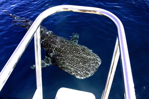 Swim With Whale Sharks- The Largest Fish In The World! - Accommodation Adelaide 16