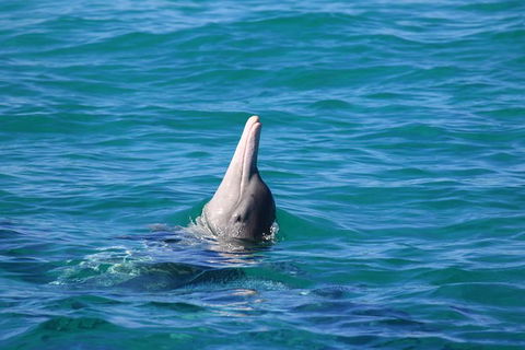Swim With Whale Sharks- The Largest Fish In The World! - Accommodation Adelaide 24