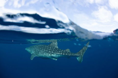 Swim With Whale Sharks- The Largest Fish In The World! - Accommodation Adelaide 17
