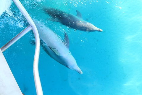 Swim With Whale Sharks- The Largest Fish In The World! - Accommodation Adelaide 40