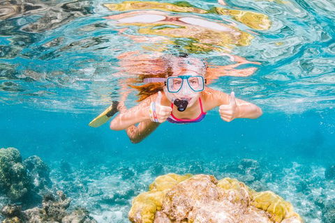 Swim With Whale Sharks- The Largest Fish In The World! - Accommodation Adelaide 38