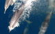 Swim With Whale Sharks- The Largest Fish In The World! - thumb 13