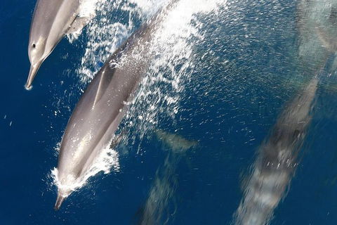 Swim With Whale Sharks- The Largest Fish In The World! - Accommodation Adelaide 13