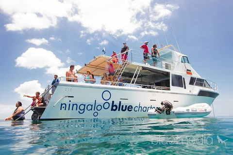 Swim With Whale Sharks- The Largest Fish In The World! - Accommodation Adelaide 42