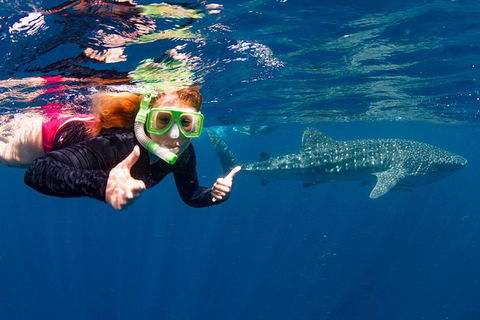 Swim With Whale Sharks- The Largest Fish In The World! - Accommodation Adelaide 2