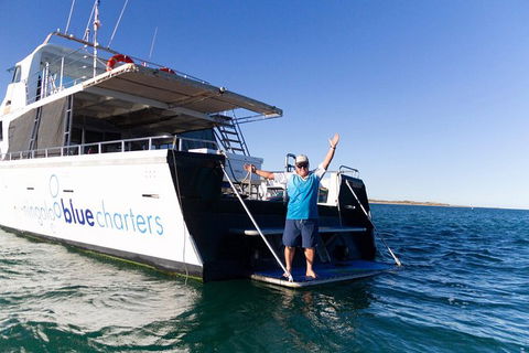 Swim With Whale Sharks- The Largest Fish In The World! - Accommodation Adelaide 41