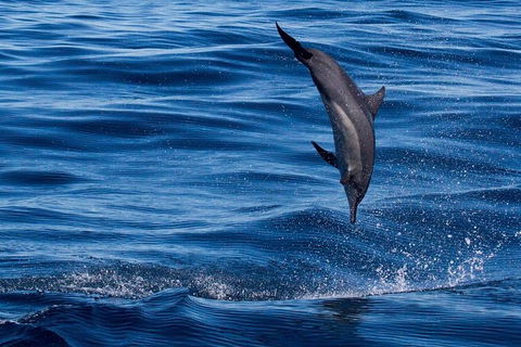Swim With Whale Sharks- The Largest Fish In The World! - Accommodation Adelaide 44