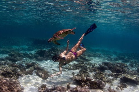 Swim With Whale Sharks- The Largest Fish In The World! - Accommodation Adelaide 11