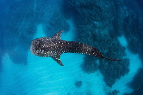 Swim With Whale Sharks- The Largest Fish In The World! - Accommodation Adelaide 14