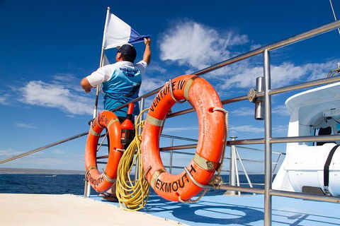 Swim With Whale Sharks- The Largest Fish In The World! - Accommodation Adelaide 33