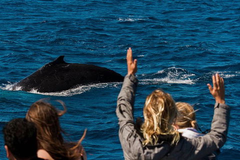 Swim With Whale Sharks- The Largest Fish In The World! - Accommodation Adelaide 32