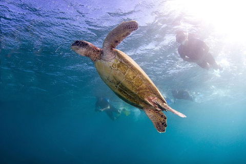 Swim With Whale Sharks- The Largest Fish In The World! - Accommodation Adelaide 27