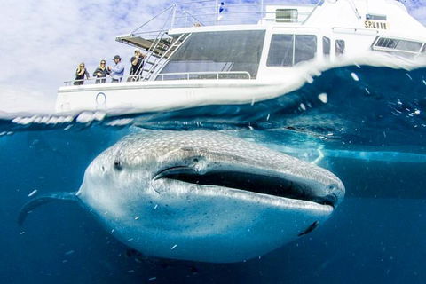 Swim With Whale Sharks- The Largest Fish In The World! - Accommodation Adelaide 34