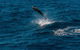 Swim With Whale Sharks- The Largest Fish In The World! - thumb 31
