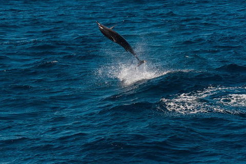 Swim With Whale Sharks- The Largest Fish In The World! - Accommodation Adelaide 31