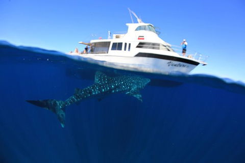 Swim With Whale Sharks- The Largest Fish In The World! - Accommodation Adelaide 26